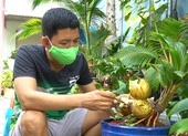 Bánh tét lá cẩm - phong vị ngày Tết đậm chất miền Tây ảnh 8 Video: Bonsai dừa hình hổ thu hút khách hàng từ Nam ra Bắc