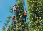 58 container tiêu của doanh nghiệp Việt bị kẹt ở Nepal ảnh 1 Nông dân khóc ròng vì tiêu, điều rủ nhau rớt giá thê thảm