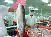 Nhiều lô cá da trơn sang Campuchia không được thông quan ảnh 1 Cá tra Việt tìm đường vượt dịch COVID-19