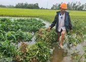 1 nông dân bất lực nhìn gần 7 ha lúa bị nước nhấn chìm ảnh 7 Miền Trung mưa lớn bất thường, lúa và hoa màu ngã đổ la liệt
