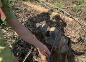 Vụ 'bán đứng' rừng phòng hộ: Khởi tố, bắt tạm giam 2 cán bộ ảnh 3 Cán bộ bị tố 'bán đứng' rừng phòng hộ đầu nguồn