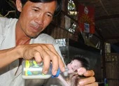 Muông thú tề tựu và cuộc chiến mới ở Vườn Quốc gia U Minh Hạ ảnh 2 Chuyện ở Vồ Dơi: Thả thú về rừng, niềm vui lớn hơn tiền bạc
