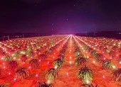 Đề nghị khôi phục ngay thông quan hàng hóa tại cửa khẩu ảnh 1 Thanh long Bình Thuận xuất qua Nhật Bản phải nặng từ 300g trở lên