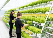 Những cái NHẤT ở khách sạn 5 sao có view đẹp ngất ngây Đà Lạt ảnh 8 Vườn dâu tây 'uống nắng' may mắn nhất Đà Lạt