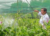 Cận cảnh những giống lan đột biến trị giá hàng chục tỉ đồng ảnh 9 Clip: Các vựa hoa lan ở TP.HCM cháy hàng trước Tết
