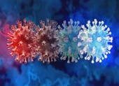 Nam Phi phát hiện biến thể COVID-19 mới, Anh lo chủng mới kháng vaccine ảnh 3 Phát hiện biến thể mới của virus SARS-CoV-2 có khả năng lây lan nhanh nguy hiểm