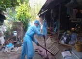 Chôn heo chết do dịch tả trong khuôn viên nhà văn hóa phường ảnh 3 TP.HCM phát hiện ổ dịch tả heo châu Phi đầu tiên