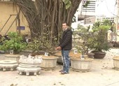 Nam thanh niên lợi dụng dịch, trộm hàng loạt cây mai cảnh ảnh 3 Bắt kẻ trộm hàng loạt cây mai cảnh ở Huế