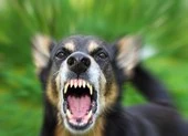 Chó pitbull nặng 25kg giật xích cắn nát đùi bé 3 tuổi ảnh 1 Bé 2 tuổi bị chó béc giê hàng xóm cắn hỏng mắt nguy kịch