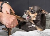 Bé 2 tuổi bị chó nhà nuôi cắn rách mặt ảnh 1 Bé 4 tuổi bị chó đẻ nhà nuôi hung hãn tấn công