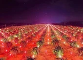 Nhà vườn trồng thanh long ở Tiền Giang lo vì không có thương lái ảnh 1 Quảng bá thanh long, đừng để nước đến chân mới nhảy!