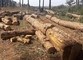 Rừng Quảng Nam lại bị chặt phá không thương tiếc ảnh 5 Bắt thêm người trong vụ chủ tịch xã nhận tiền ‘bảo kê’