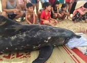 Cá heo dạt vào biển Mỹ Khê, Đà Nẵng ảnh 3 Người dân túc trực bên cá heo sau nhiều lần giải cứu bất thành