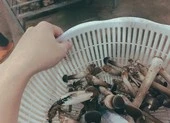 Bông cải xanh và những công dụng bất ngờ ảnh 3 Các loại rau quả tốt nhất giúp tăng tuổi thọ