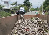 Cá chết trắng hồ giữa trung tâm TP Đông Hà ảnh 3 Cá chết nổi trắng, bốc mùi tại hồ điều tiết ở Đà Nẵng