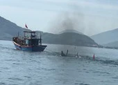 Tìm thấy thi thể bé trai mất tích trên biển ảnh 2 Thuyền câu mực va chạm với tàu cá làm 1 người chết, 1 mất tích