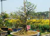 Huế muốn trở thành xứ sở mai vàng của Việt Nam ảnh 2 Gốc hoàng mai giá gần một tỉ