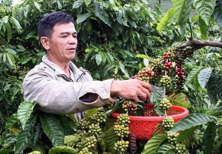 Việt Nam có thể bán tới 55% sản lượng vụ càphê trước Tết ảnh 1 Việt Nam có thể bán tới 55% sản lượng vụ càphê trước Tết ảnh 1