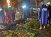 Hàng loạt cây xanh gãy đổ trong mưa lớn, giao thông ùn ứ ảnh 3 TP.HCM: Cây tét nhánh trong mưa lớn, đè chết người ở quận 10