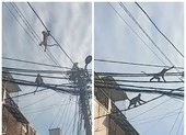 Quận 12: Kiểm lâm lên phương án bắn thuốc mê đàn khỉ ‘đại náo’ ảnh 5 Video: Đàn khỉ đại náo phố phường ở quận 12