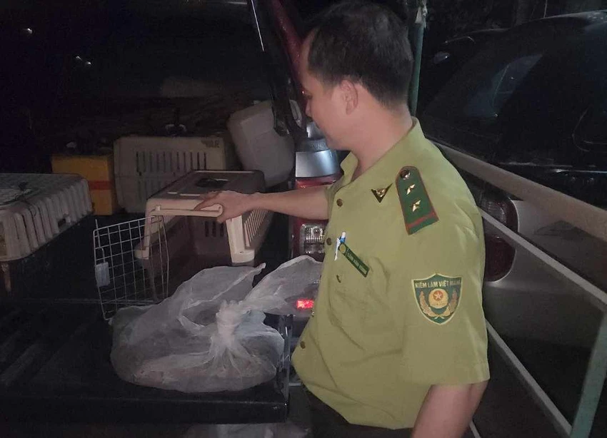 Con vật sau đó đã được bàn giao cho kiểm lâm đưa về cứu hộ, chăm sóc. Ảnh: HT Trăn dài 1,7 mét bò vào bãi xe chung cư ở Bình Thạnh