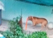 Chó cắn chết người, trách nhiệm của chủ nuôi ra sao? ảnh 1 Chó Pitbull tấn công chủ, cắn chết người trong quán cà phê