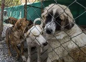 Hạ nghị sĩ Mỹ đe dọa nhân viên đại sứ quán vì bị chặn vào Afghanistan ảnh 2 Chính quyền Mỹ bị lên án vì bỏ rơi lượng lớn chó nghiệp vụ tại sân bay Kabul