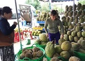 Thái Lan tăng mạnh nhập khẩu trái cây Việt Nam ảnh 2 Sầu riêng, me… Thái Lan ồ ạt vào Việt Nam