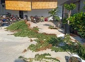 1 người Nga trồng cần sa ngay trong phòng ngủ ở Phan Thiết ảnh 3 1 người Canada trồng cần sa tại Phan Thiết