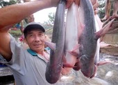 Mỹ muốn bán nhiều nông sản chất lượng vào Việt Nam ảnh 2 Cá tra đi 'du lịch' đến 150 nước, chưa bơi về Việt Nam