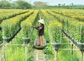 Nhà vườn Chợ Lách phấn khởi trúng mùa vụ hoa Tết ảnh 5 Làng hoa Sa Đéc: Hàng triệu giỏ hoa chuẩn bị ra chợ Tết