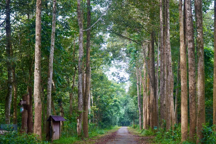 Vườn quốc gia Cát tiên 17.jpg