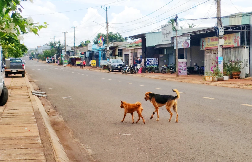 Bị chó nhà cắn, 1 cháu nhỏ từ vong và 10 người bị phơi nhiễm bệnh dại