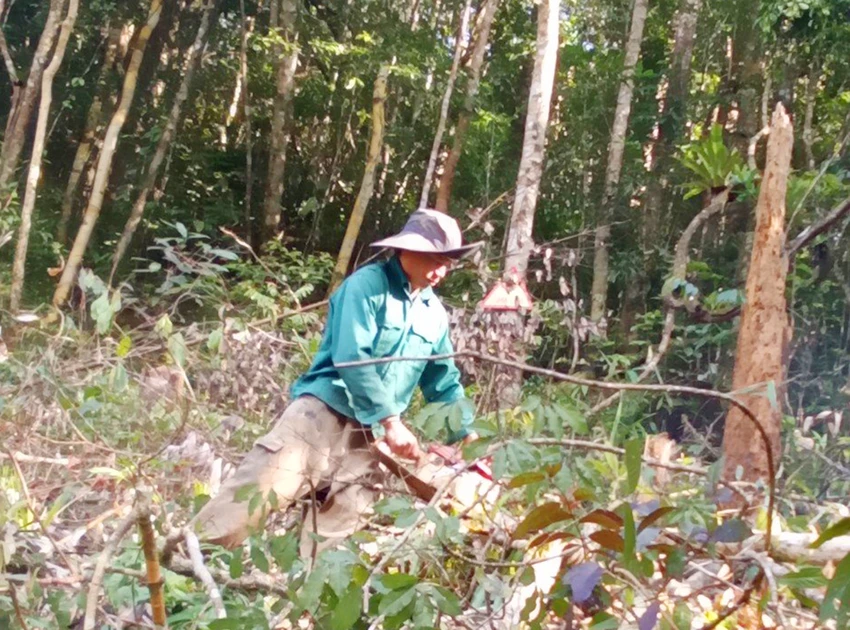 Thuê người phá rừng ở Kon Tum