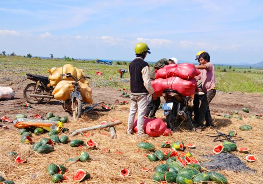 Nhiều người dân tranh thủ nhặt dưa hấu do các chủ vườn vứt bỏ.