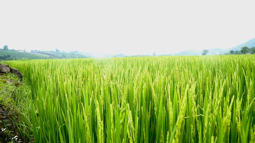 Không cần xác nhận 'nông dân' vẫn được nhận chuyển nhượng đất lúa