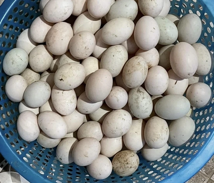 Trứng là thực phẩm giàu chất béo, giàu protein giúp no lâu và từ đó giúp giảm cân. Ảnh: PHƯƠNG LÊ. Thực phẩm giàu chất béo tốt nhất để giảm cân.jpg