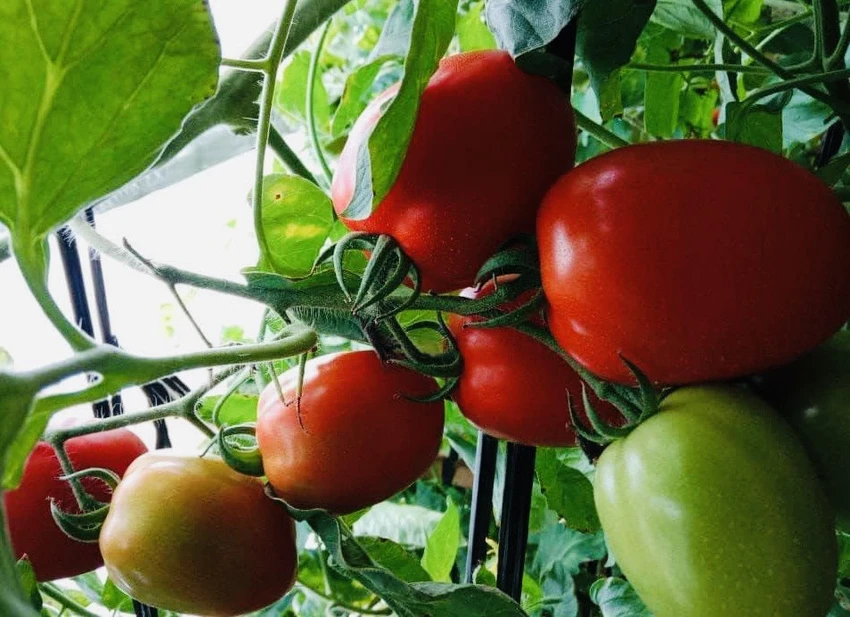 Ăn nhiều cà chua có thể giúp ngăn ngừa và kiểm soát huyết áp cao.jpg