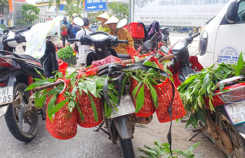 Vào mùa nấm tràm, người dân ở nhiều địa phương tại Quảng Bình thường vào rừng để hái nấm để kiếm thêm thu nhập. Ảnh: B.THIÊN 3.jpg