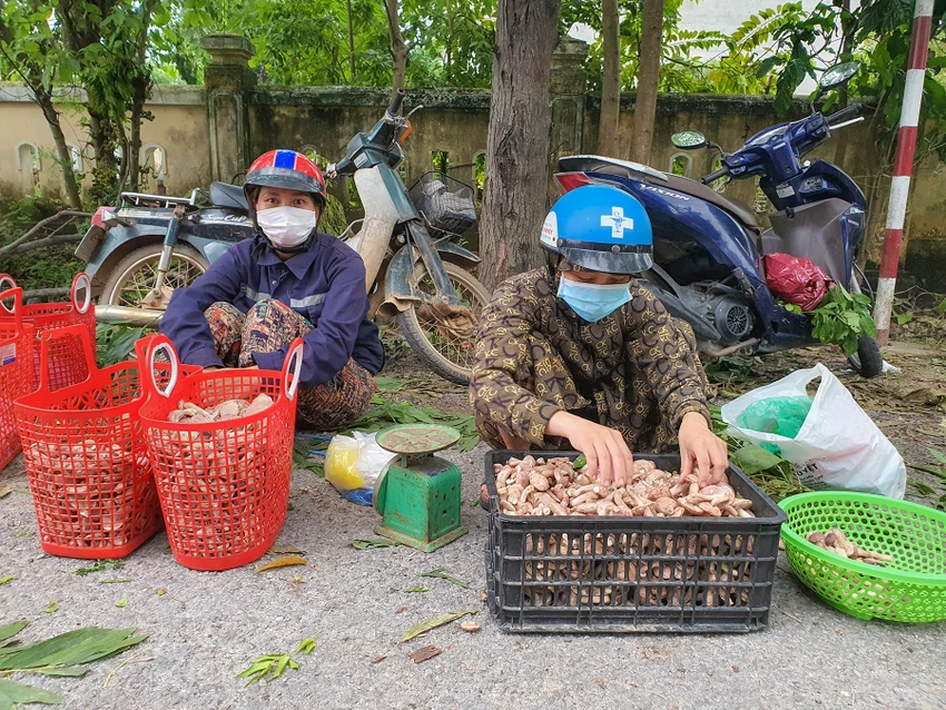 Mức giá thấp nhất cho mỗi kg nấm tràm rơi vào khoảng 30.000 đồng, có nhiều thời điểm giá loài nấm này lên đến 60.000 đồng/kg nếu đã qua sơ chế, cấp đông. Ảnh: B.THIÊN 4.jpg