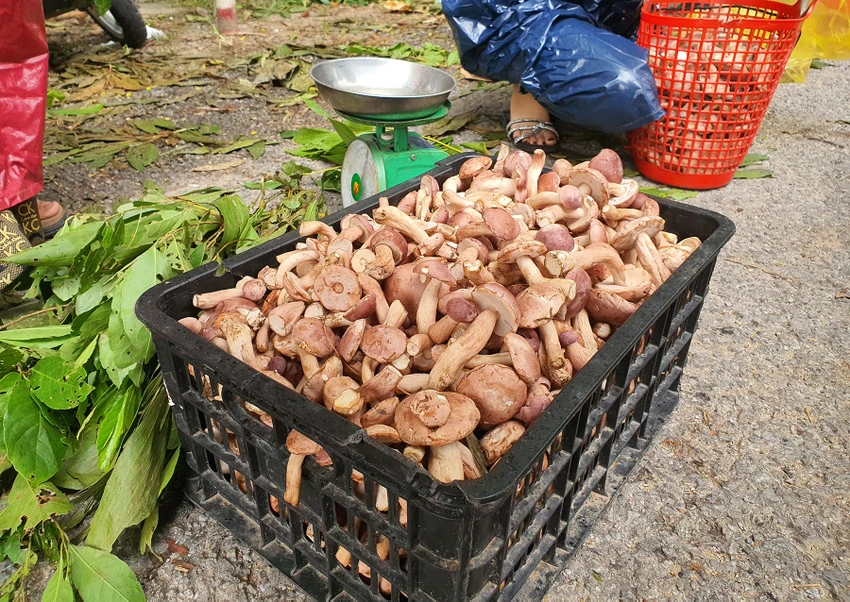 Nấm tràm sau khi sơ chế, chế biến sẽ làm được rất nhiều món ăn ngon với vị đắng đặc trưng. Ảnh: B.THIÊN quang-binh-nguoi-dan-phan-khoi-kiem-them-thu-nhap-nho-loai-nam-troi-ban (2).jpg