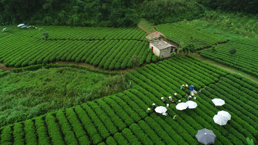 Người dân xã Khe Mo, huyện Đồng Hỷ, Thái Nguyên thu hoạch lá chè xanh để cung cấp cho Công ty Tân Hiệp Phát.jpg