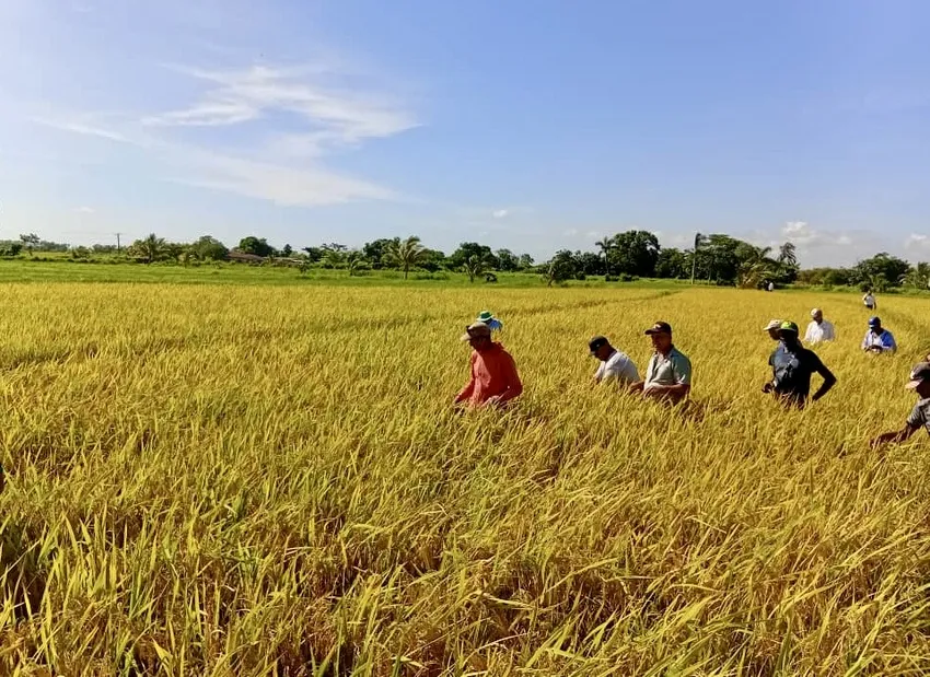 Dự án hợp tác trồng lúa giữa doanh nghiệp Việt Nam Agri VMA và Cuba tại Los Palacios (Pinar del Río). Ảnh: YEMMI ỦNG HỘ CUBA