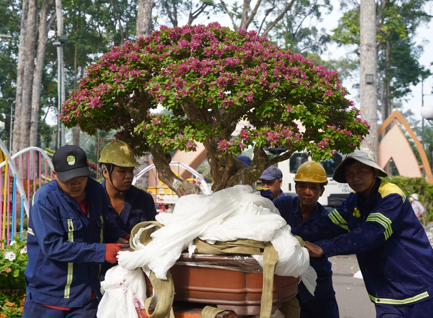 Hội hoa xuân Ất Tỵ 2025 tổ chức trưng bày triển lãm và dự thi nghệ thuật ngành hoa kiểng thuộc các bộ môn: Hoa mai; Bon sai; Tiểu cảnh - Non bộ; Hoa lan; Hoa sứ; Cá cảnh - Hồ thủy sinh - Hồ cạn... Hoi-hoa-xuan-at-ty (4).JPG