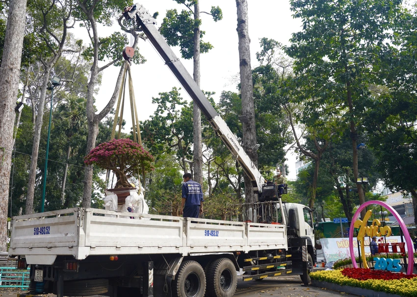 Nhiều cây cảnh, hoa kiểng kích thước lớn được các nhà vườn vận tải đến công viên Tao Đàn trong ngày 22-1. Hội hoa xuân Ất Tỵ 2025 tại TP.HCM trước ngày khai mạc có gì?
