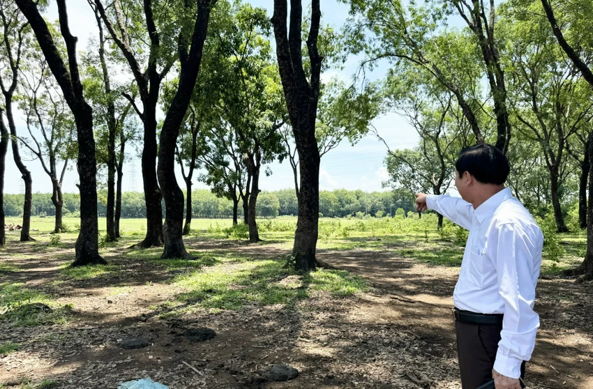 Bản án có hiệu lực của tòa khẳng định toàn bộ đất này là đất lâm phần trồng cây lâu năm. Ảnh: TRẦN MINH quyền sử dụng đất