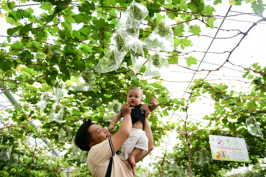 Mô hình du lịch nông nghiệp công nghệ cao tại TP.HCM. Du khách trải nghiệm tham quan, hái trái và thưởng thức trái cây ngay tại vườn. Du-lich-xanh.jpg