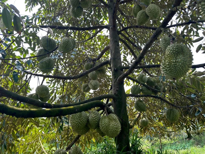 Nguyên đơn và bị đơn hợp tác trồng cây ăn trái gồm sầu riêng, mít và một số cây khác. Ảnh minh họa. hợp tác trồng sầu riêng.