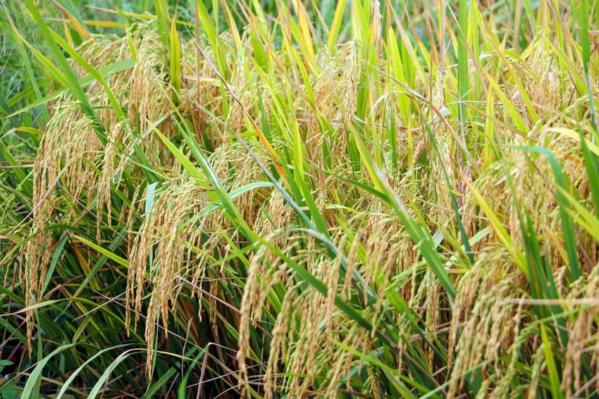 Bộ NN&MT hướng tới mục tiêu xây dựng nền sản xuất lúa chất lượng cao, thân thiện với môi trường và có khả năng cạnh tranh cao trên thị trường quốc tế. Ảnh: CTV de-an-1-trieu-ha-lua-chat-luong-cao.jpg