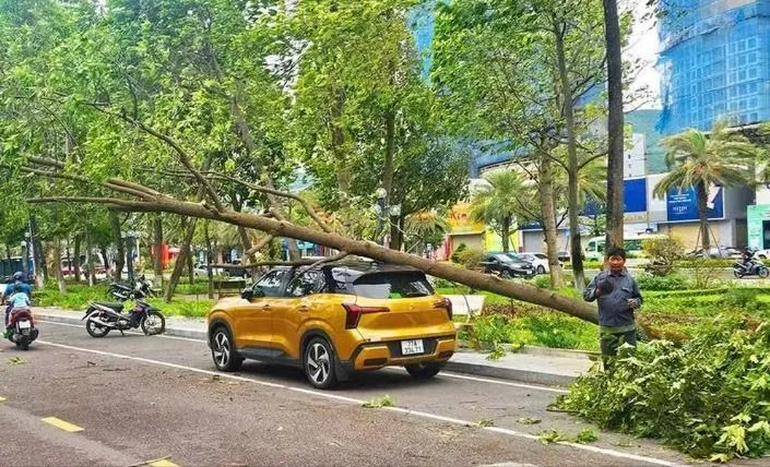 Cây xanh bật gốc đè ô tô ở tỉnh Gia Lai. Ảnh: TT đè ô tô